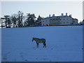 Solitary horse in the snow in HP7 0QR