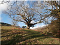 Spreading tree, beside the footpath off Lanelay Lane in CF72 9LA