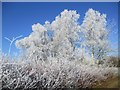 Rimed trees, Strathclyde Park in ML4 2SR