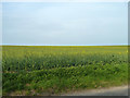 Field of oil-seed rape in SO32 3QL