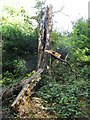 Dead tree, Penpole Wood in BS11 0BG