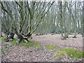 Coppiced trees in Magpie Corner Wood, Stevenage in SG1 1TX