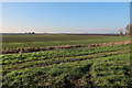 Slight ridge in Fenland field in CB6 2ES