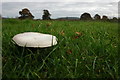 Field mushroom at Staunton on Wye in HR4 7NB