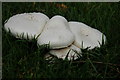 Field mushrooms (Agaricus Campestris) in HR4 7NB