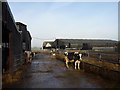 Cattle at Poolhouse Farm in B60 4AP