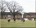 Harold Hill : suburban deer in RM3 7LS