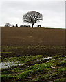 Bucklesham: standing water and skyline trees in IP10 0AZ