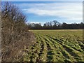Grassland next to Half Moon Covert in TW13 6ST