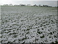 Snowy field south of Duddonhoe End in Essex in CB11 4HQ