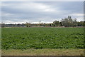 Fenland crops in CB25 0JF