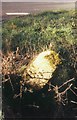 Old Milestone by the A37, Fosse Way, Charlton Adam parish in TA11 7BD