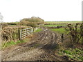 Muddy track leading to the copse in NR17 1DL