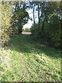 Track through belt of woodland in IP17 2JX