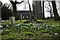Barton Turf, St. Michael's Church: Snowdrops in the churchyard in NR12 8AR