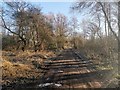 Dirt Road Through Woodlands in TW13 6ST