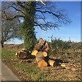 Fallen oak, Upper Marston in HR5 3JF