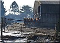Cattle clustering at Top House Farm, Doddington in LN6 4RX
