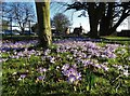 Crocuses in Doddington in LN6 4RX