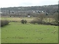 Sheep in the Aire valley, west of Elam Grange in BD20 5QH