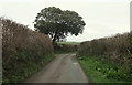 Tree near Trelyll Farm in PL27 7LQ