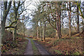 Woodland track in IV14 9FA