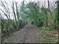 Path through Owday Wood in S81 7RZ