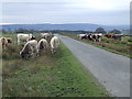 Minor road leading to Buttoner Farm in Lindley