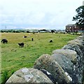 Sheep in field behind Allonby Quaker Burial Ground in CA15 6QA