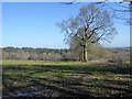 Fields between Crawley Lane and Monks Forest in RH17 6QA