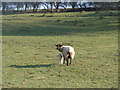 Sheep with recently born lamb in WR7 4NQ