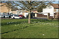 View of a patch of crocuses around a tree on Frogmore Green in UB2 4JJ