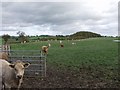 Cattle grazing at Gaer Bank in SY22 6XX