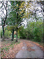 Track leading into Honeypot Wood in NR19 2ND