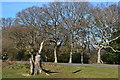 Trees beside the road at Godshill cricket ground in SP6 2LN