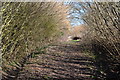Footpath north of Alderholt in SP6 3EG