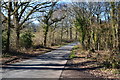 Lane past the gate to Further Daggons Wood in SP6 3DT