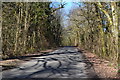 Tree shadows on the road through Bratch Copse in BH21 5QN