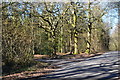 Lane junction in Bratch Copse in BH21 5QN