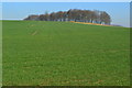 View up field to Ball Hill Copse in SP6 3JF