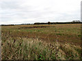 Looking east across bare fields in PE32 2PZ