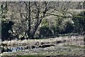 Costessey: The banks of the River Wensum in NR8 5DG