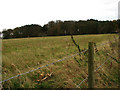 Warby's Grove across barbed wire in NR20 4HQ