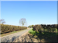 Quiet un-named country road leading to Great Ellingham in NR17 1XH