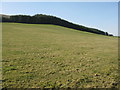 Pasture and plantation near Roberton Mains in EH46 7AB