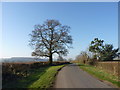Tree on Coalash Lane, Woodgate in B60 4EY