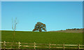 Tree near Flint Hall Farm in RH9 8DE