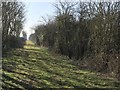 Green Drove between Barton Bendish and Beachamwell, Norfolk in PE37 8FE