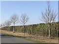 Young trees on Beechamwell Road, Barton Bendish in PE33 9FW