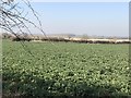 Winter crop and farmland next to Hall Farm, Barton Bendish in PE33 9DW